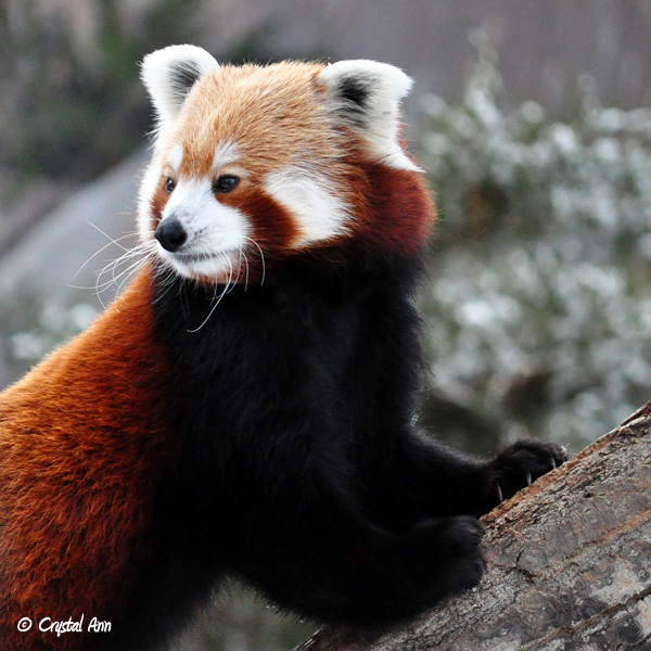 Red Panda 0948