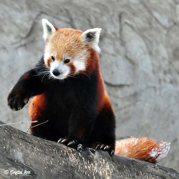 Red Panda 0923