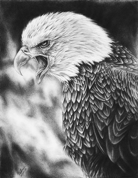 Screaming Eagle Drawing