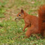 Squirrel II