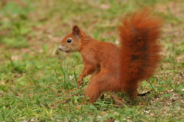 Squirrel II