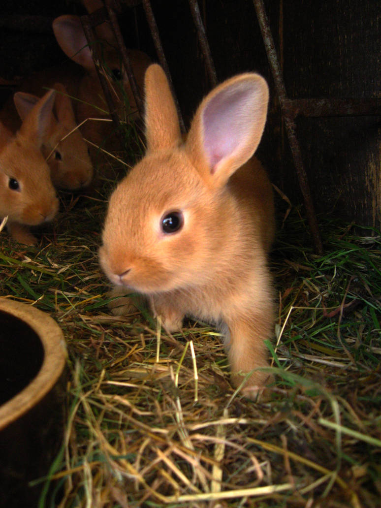 rebits by ZandaMlodzikova on DeviantArt