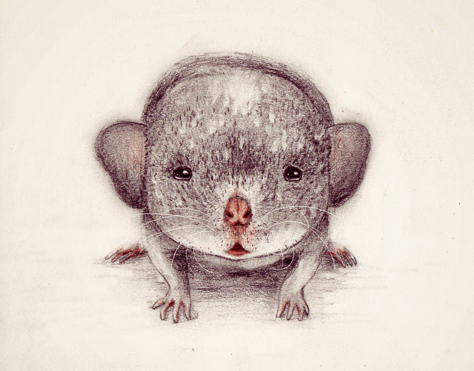 baby rat