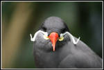Inca Tern by MegMarcinkus