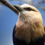 Blue-Bellied Roller 2