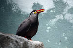 Inca Tern 3 by MegMarcinkus