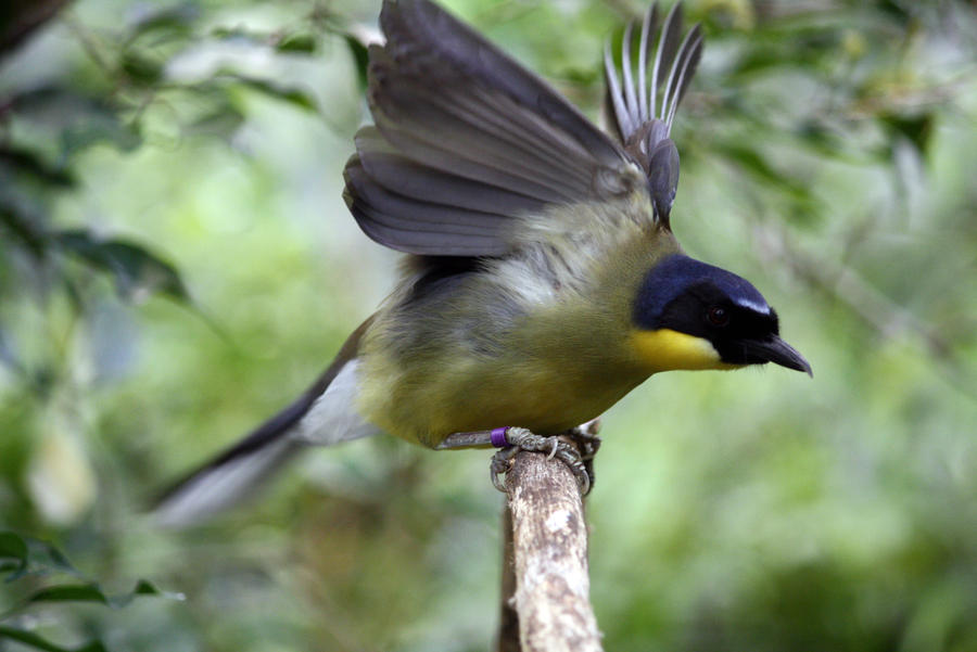 Laughing Thrush 3