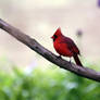 Cardinal