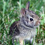 Baby Bunny 1