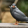 Inca Tern 4