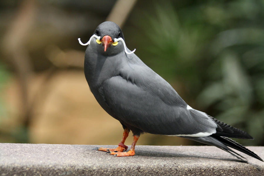 Inca Tern 4