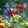 Goldfinch 4