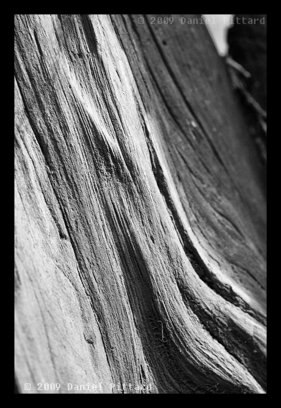 Bark 6 of 6