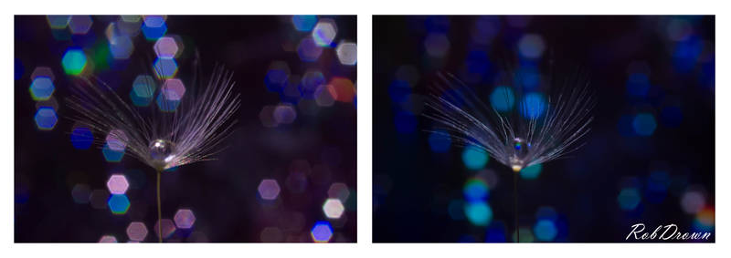 Showroom: dandelion seed bokeh!