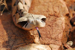 Gaboon viper3