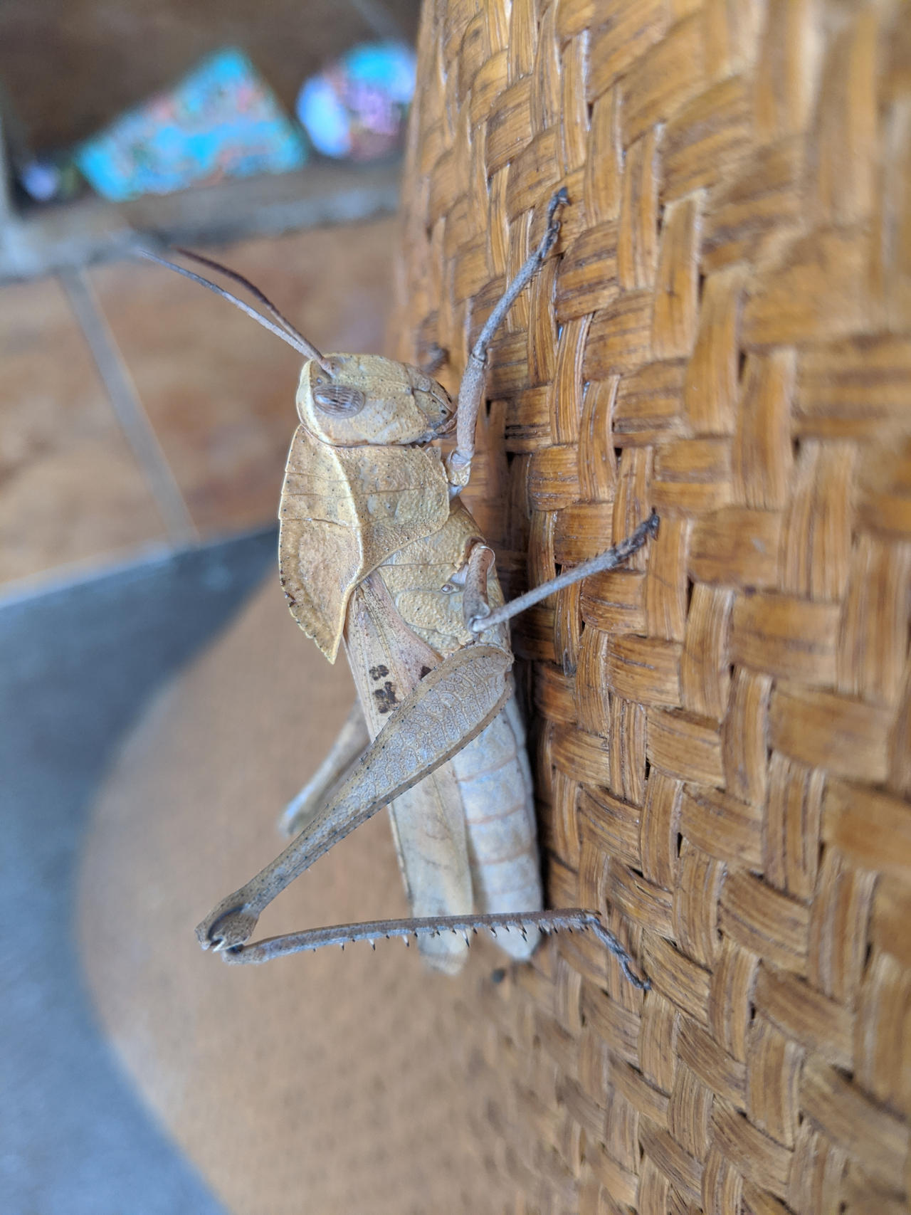 Paper Hopper Paper Hopper by NinaTheWolfe on DeviantArt