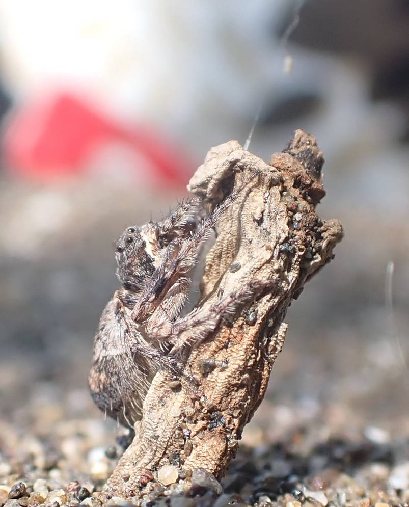 SPiDeR STRiNG by NinaTheWolfe on DeviantArt