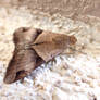 moth on concrete