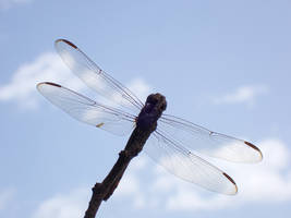 from under a flagondry