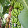 bananas in the backyard