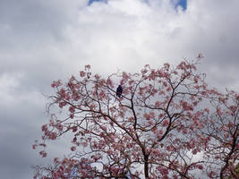 pink.black.white.flight.