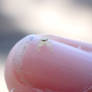 smol spider on my little finger [i]