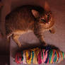 my cat + my yarn