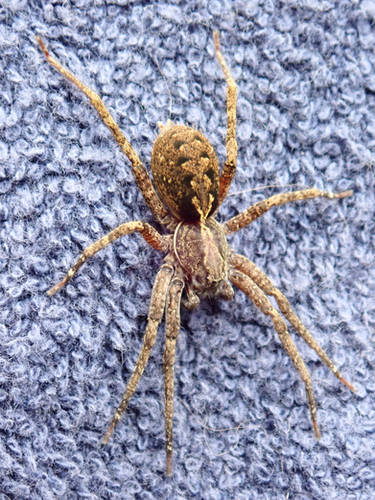 carpet spider