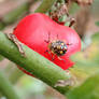 tiny tomate trotter