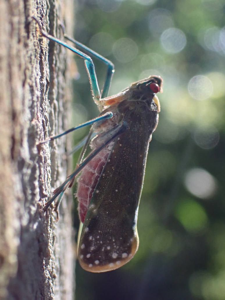 Fulgorid Planthopper by NinaTheWolfe on DeviantArt