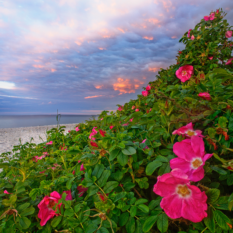 ocean flowers