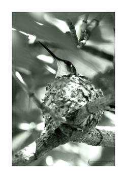 hummingbird bw