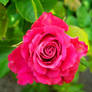 pink rose