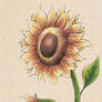 Sunflower - practice