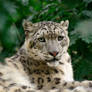 Feb Snep