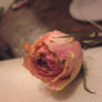 Wilting Rose