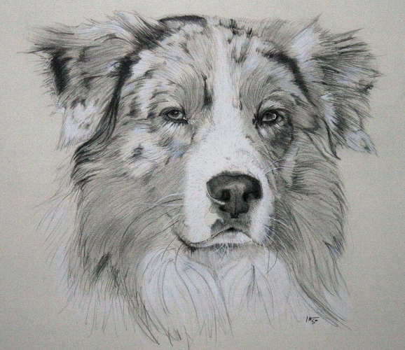 australian shepherd dog