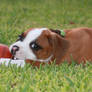 Asher and her Basketball XD