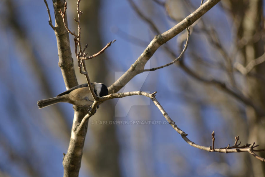 Black Capped Chickadee-dee-dee