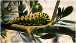 Caterpillar by anafilipacouto
