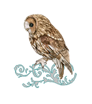 Tawny Owl by refined-serafina