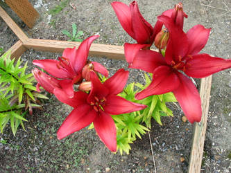 lilies 2