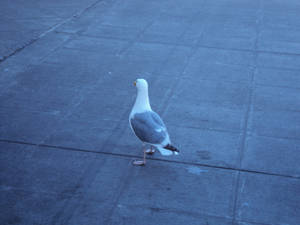 Friendly little seagull