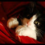Kitty on red