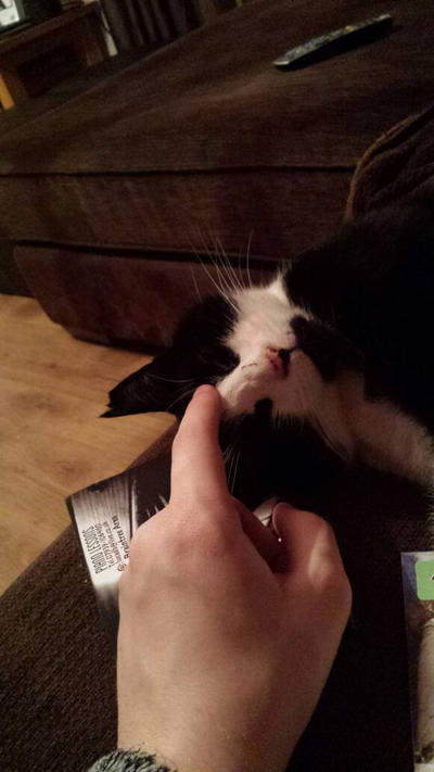 The Purrfect Touch