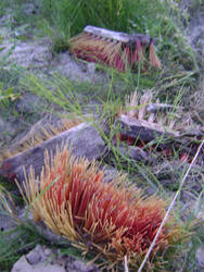 Rural corals