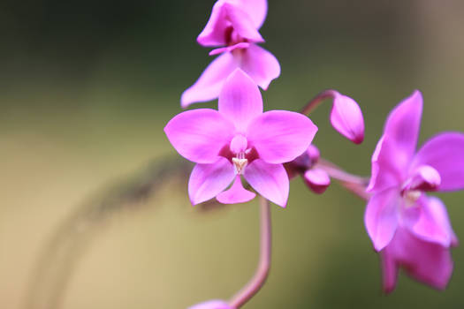 Orchid