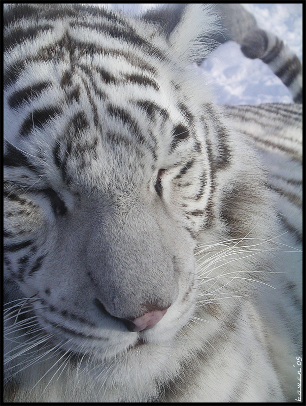 White Tiger III, aww cuddly