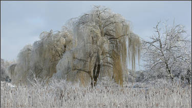 Frozen Tears Of Weeping Willow