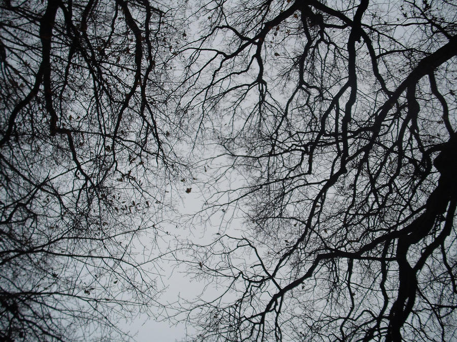 Angry trees by EsmeraldaAnanda on DeviantArt